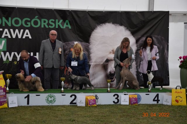 pieski2 102